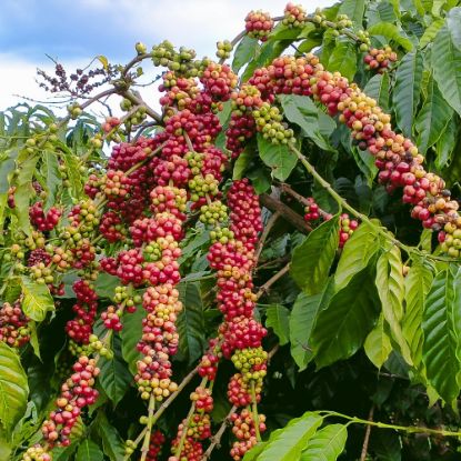 Picture of COFFEE